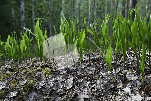 Image of lily of the valley sprouts make their way through withered leave