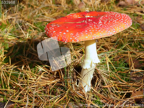 Image of fly agaric