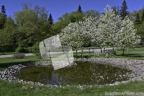 Image of blooming trees near an artificial pond 