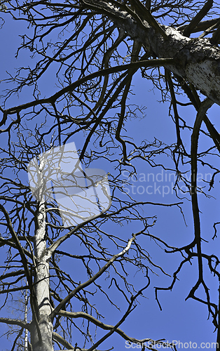 Image of dead trees against the blue sky 