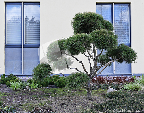 Image of decorative mugo pine next to the wall of the building 