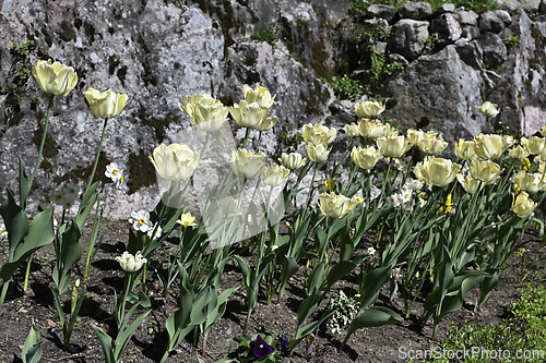 Image of yellow tulips in a flowerbed
