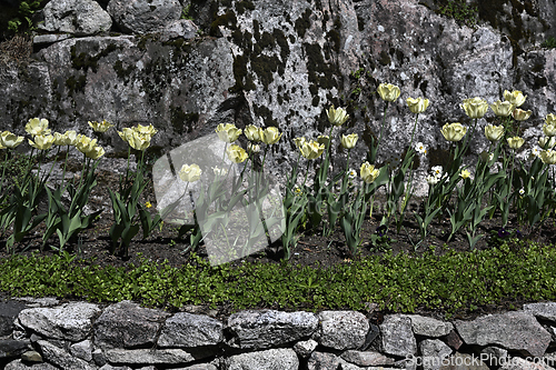 Image of yellow tulips in a flowerbed