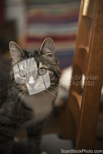 Image of cat in the room on a chair 
