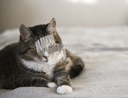 Image of cat lies relaxing on the bed 