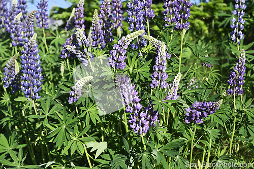 Image of blooming lupines on the side of road in summer
