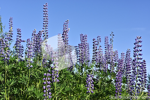 Image of blooming lupines on the side of road in summer