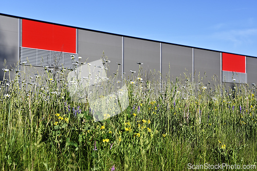Image of grass and blooming wildflowers against the background of a gray 
