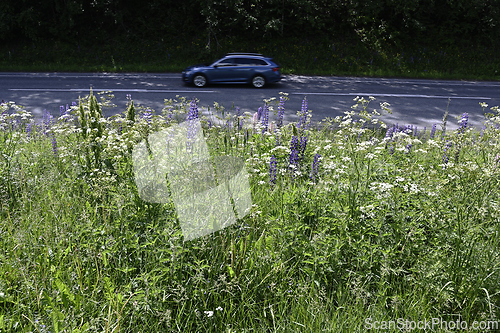 Image of A car passing by vibrant roadside wildflowers and grass 
