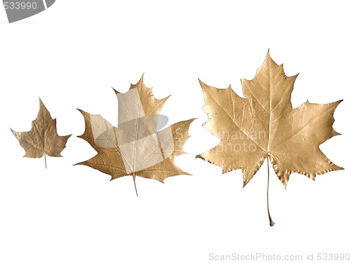 Image of golden leaves