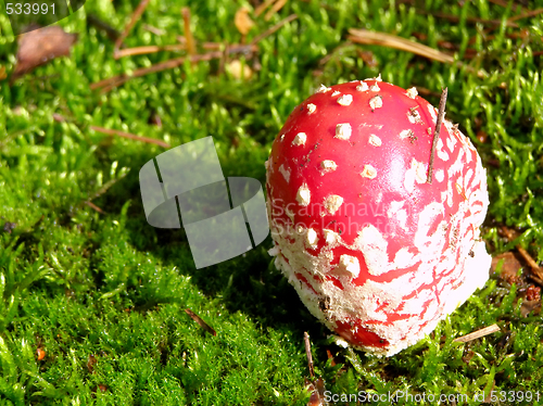 Image of fly agaric into moss