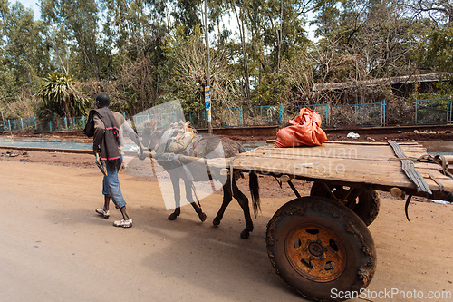 Image of Everyday scene showing a wooden, animal-drawn cart carrying cargo through the Ethiopian rural town. Fenote Selam, Ethiopia