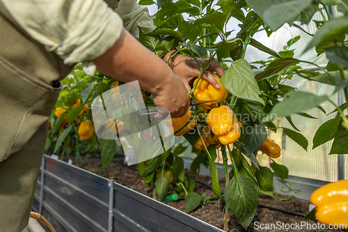 Image of Farmer holding a organic ripe yellow bell peppers