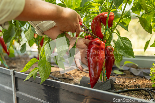 Image of Gardener harvesting red peppers