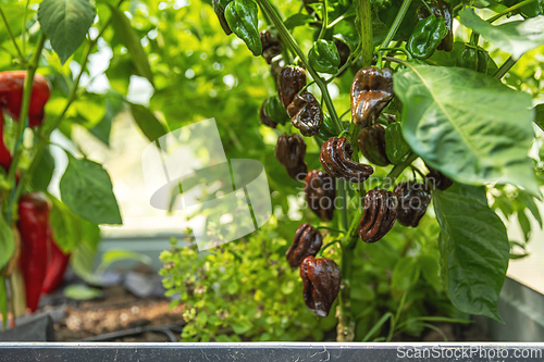 Image of Chocolate habanero peppers