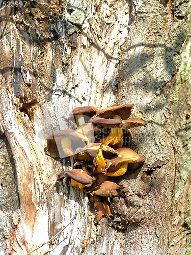 Image of mushroom on the tree