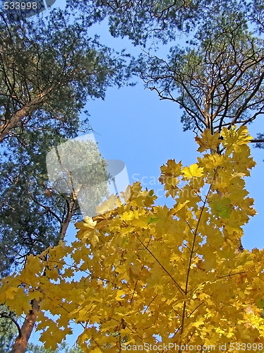 Image of autumn sky