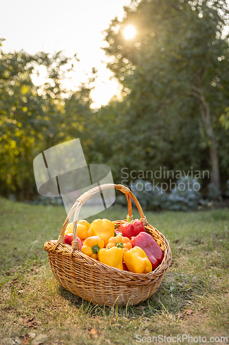 Image of Wicker basket filled peppers