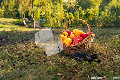 Image of Freshly harvested red and yellow bell peppers