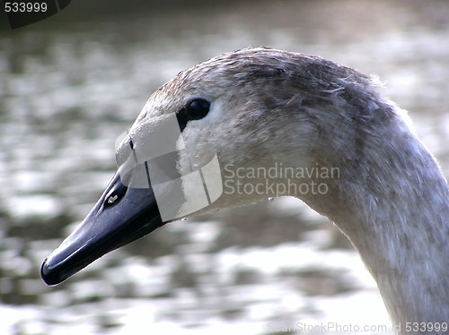 Image of swan nestling portret