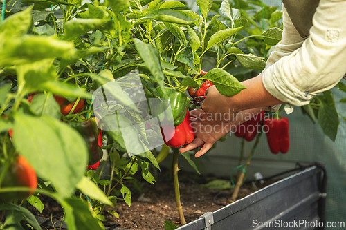 Image of Hands harvesting red bell peppers