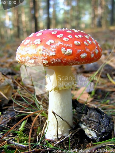 Image of fly agaric in the forest     