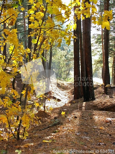 Image of morning in yhe forest