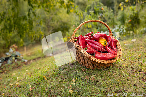 Image of Organic bell peppers