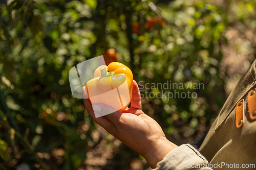 Image of Gardener harvesting ripe yellow bell pepper