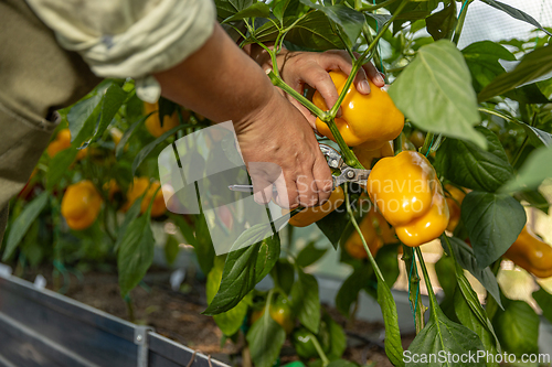 Image of Hands harvesting yellow bell peppers
