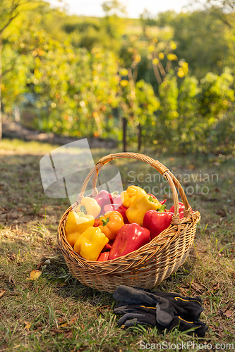 Image of Homegrow produce concept