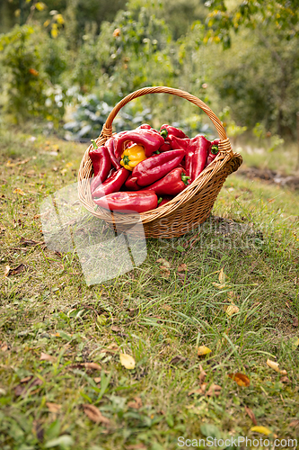 Image of Red and yellow bell peppers