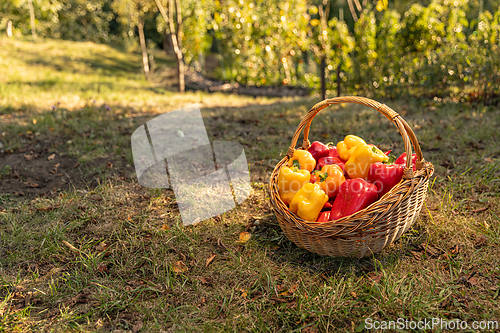 Image of Organic yellow and red peppers