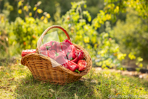 Image of Red sweet peppers
