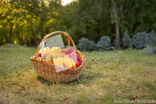 Image of Organic yellow and red peppers