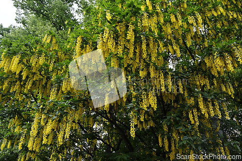 Image of a stunning Laburnum tree in full bloom