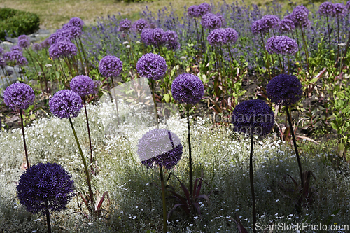 Image of a beautifully landscaped garden featuring vibrant purple Allium 