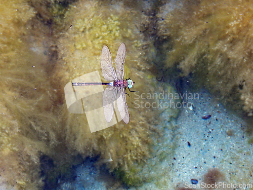 Image of Dragonfly on the water.