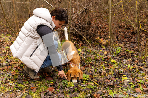 Image of Woman training a beagle dog for truffle hunting