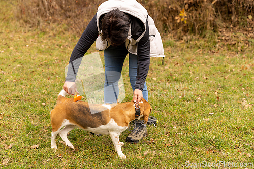 Image of Woman brushing a beagle dog