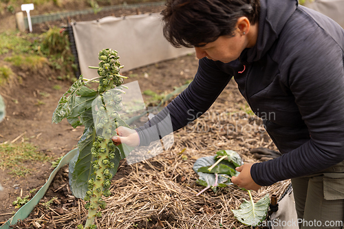 Image of Woman harvesting organic brussels sprouts