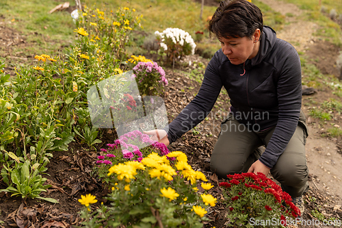 Image of Woman tending colorful chrysanthemums
