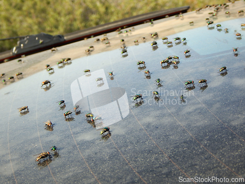 Image of Flies are sitting on the glass.