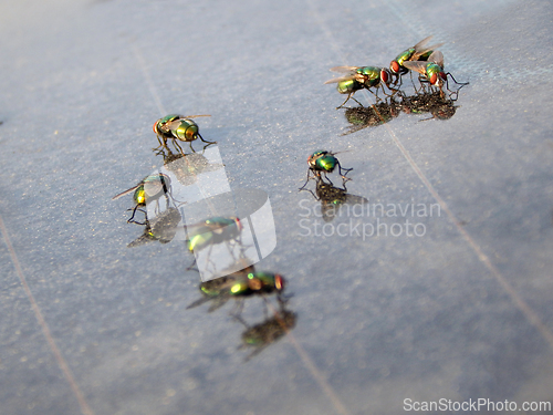 Image of Flies are sitting on the glass.