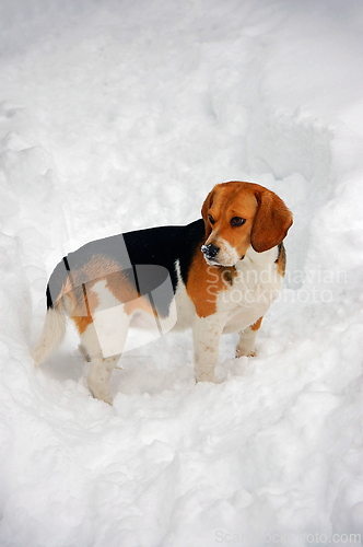 Image of Beagle