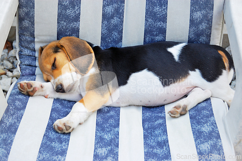 Image of Beagle Puppy