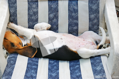 Image of Beagle Puppy
