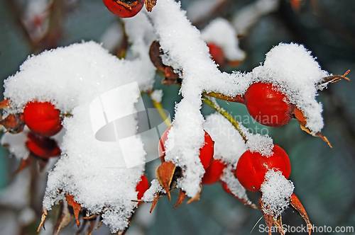 Image of Winter