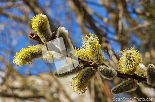 Image of Pussy Willow