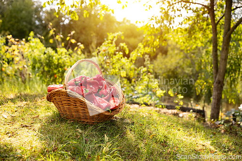 Image of Organic sweet bell peppers